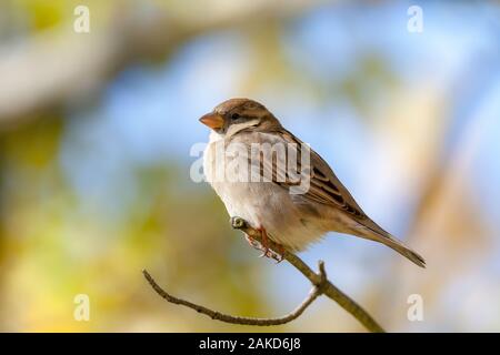 Extreme Nahaufnahme der weiblichen Haussperling Vogel auf Zweig Stockfoto