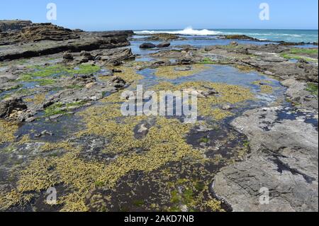 Panoramablick auf die herrliche Hochebene mit einer alten zerstört versteinerten Wald in Curio Bay auf der Südinsel von Neuseeland. Stockfoto