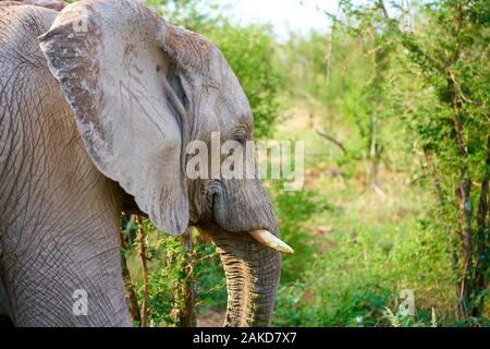 Wilde Tiere in Südafrika Stockfoto