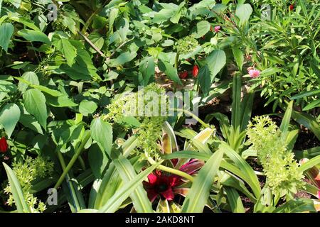 Ein Garten mit Hibiscus Pflanzen gefüllt, Bromelien und Ananas Lily an einem sonnigen Tag Stockfoto