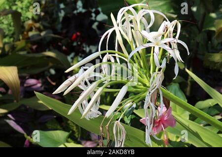 Nahaufnahme von einem Weißen Königin Emma Lily Blütenkopf mit Knospen, Blumen und Blüten Stockfoto