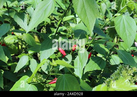 Nahaufnahme eines Hibiskus Anlage mit geschlossenen roten Blumen im Sonnenlicht. Stockfoto