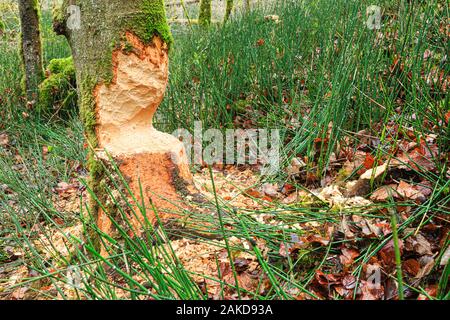 Biber Schäden auf einem Baum, Gauchach Schlucht, Schwarzwald, Baden-Württemberg, Deutschland Stockfoto