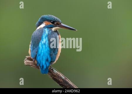 Eisvögel (Alcedo atthis) sitzt auf einem Ast, Deutschland Stockfoto