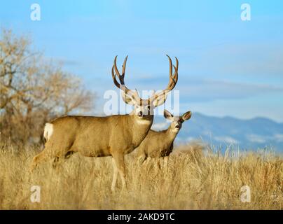 Maultier-Hirsch und Reh; Umweltportrait in den Rocky Mountain Foothills Stockfoto