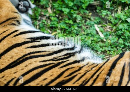 Close-up Detail Portrait von Tiger Stockfoto