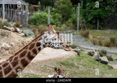 Giraffe im Zoo; Giraffe essen Gras Stockfoto