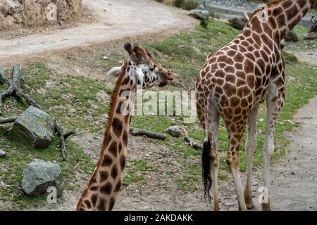 Giraffe im Zoo; Giraffe essen Gras Stockfoto