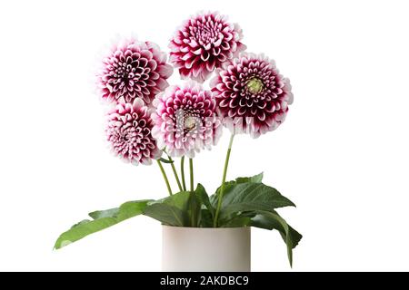 Blumenstrauß aus fünf lila Dahlie mit weißen Kanten der Blütenblätter Blumen auf weißem Hintergrund Stockfoto