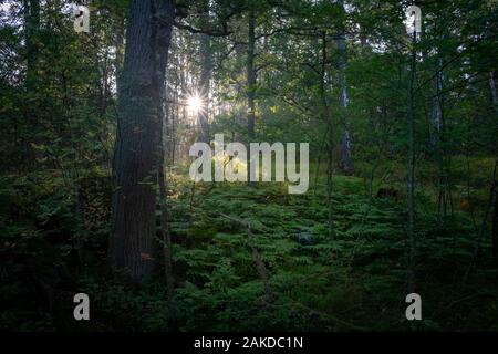 Sonne scheint durch die Äste und Blätter im Wald, Turku, Finnland. Stockfoto