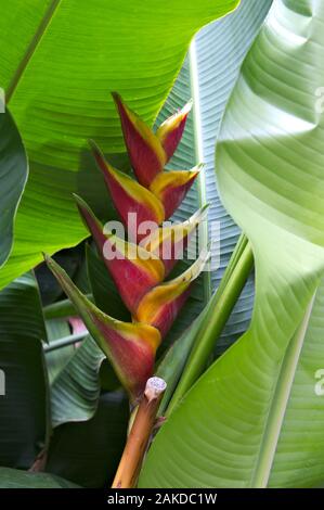 Heliconia bihai x Jacquinii Caribaea''. Close-up eine große Landschaftsbau Anlage, verfügt über orangy - rote Hochblätter mit breiten gelben Kanten. Stockfoto
