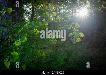 Sonne scheint durch die Äste und Blätter im Wald, Turku, Finnland. Stockfoto