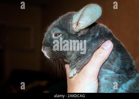 Weibliche Hand hält eine schöne junge grau Chinchilla auf einem unscharfen Hintergrund zu schließen. Stockfoto