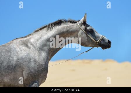 Grau Vollblutaraber Zucht Hengst stretching Hals mit traditionellen show Halfter als Dekoration auf dem Gelben Meer Strand in China. Stockfoto