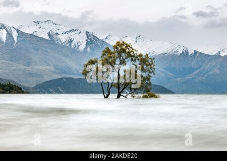 Überfluteter Baum und schneebedeckte Berge am Lake Wanaka Neuseeland Stockfoto