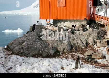 Eselspinguine (Pygoscelis papua) im Schutz eines der Gebäude versammelt. Estacion Cientifica Almirante Brown - Almirante Brown Station - Ein Stockfoto