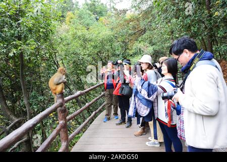 Eine Gruppe chinesischer Touristen, die Bilder eines Makakenaffen im Zhangjiajie-Nationalpark aufnehmen. Stockfoto