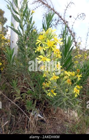 Breitblättrige Klebalant (Dittrichia viscosa Subsp angustifolia), Bafra, Türkische Republik Nordzypern Stockfoto