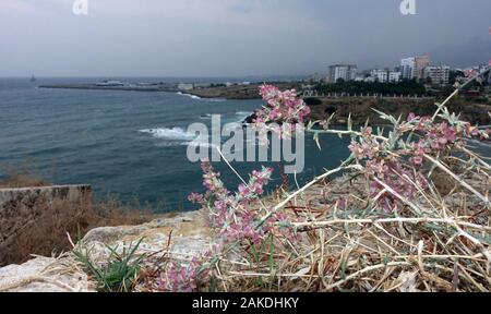 Ruthenisches Salzkraut oder Kali-Salzkraut (Salsola tragus ssp. tragus) in den Mauern des Kastells, Kyrenia/Girne, Türkische Republik Nordzypern Stockfoto