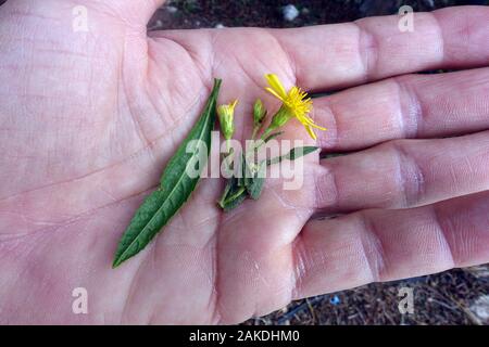 Breitblättrige Klebalant (Dittrichia viscosa subsp Angustifoli) - Blatt und Blüte auf der Handfläche, Bafra, Türkische Republik Nordzypern Stockfoto