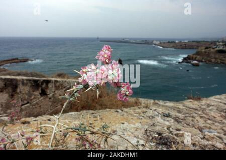 Ruthenisches Salzkraut oder Kali-Salzkraut (Salsola tragus ssp. tragus) in den Mauern des Kastells, Kyrenia/Girne, Türkische Republik Nordzypern Stockfoto