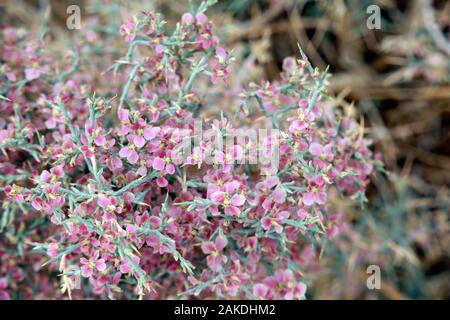 Ruthenisches Salzkraut oder Kali-Salzkraut (Salsola tragus ssp. tragus) in den Mauern des Kastells, Kyrenia/Girne, Türkische Republik Nordzypern Stockfoto