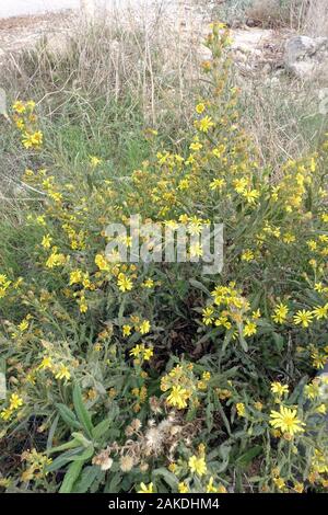 Breitblättrige Klebalant (Dittrichia viscosa Subsp angustifolia), Bafra, Türkische Republik Nordzypern Stockfoto