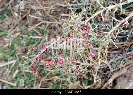 Ruthenisches Salzkraut oder Kali-Salzkraut (Salsola tragus ssp. tragus) in den Mauern des Kastells, Kyrenia/Girne, Türkische Republik Nordzypern Stockfoto