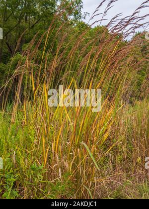 Big bluestem Gras (Andropogon gerardi), Meadow Trail, Wildwasser State Park, Altura, Minnesota. Stockfoto