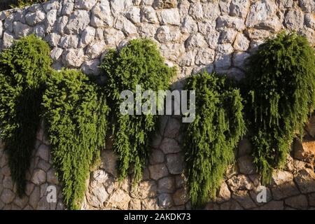 Steinmauer mit Weinen immergrünen mehrjährigen Pflanzen im Spätsommer eingerichtet. Stockfoto