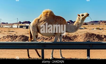 Kamele der freien Strecke in Saudi-Arabien Stockfoto