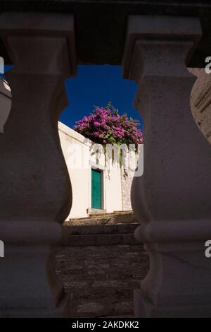 Lila blühenden Bougainvillea - Bougainville blumen Kaskadierung über einen Stuck und alten Steinmauer im Spätsommer, Cavtat, Dalmatien, Kroatien. Stockfoto