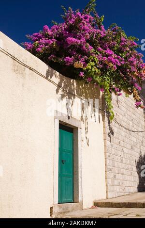 Lila blühenden Bougainvillea - Bougainville blumen Kaskadierung über einen Stuck und alten Steinmauer im Spätsommer, Cavtat, Dalmatien, Kroatien. Stockfoto