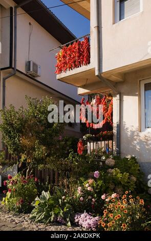 Rote Paprika, Peperoni hängen vom Apartment Gebäude, Balkone, lila Dahlie Blumen, Pink Hydrangea Sträucher im Vorgarten Grenze Anfang Herbst. Stockfoto