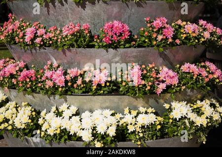 Große metal Pflanzmaschine mit erhöhten Reihen von weißen, rosa und gelbe Chrysantheme Blumen im frühen Herbst. Stockfoto