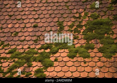 Bryophyta - Moos wachsen auf Terrakotta Dachziegel. Stockfoto