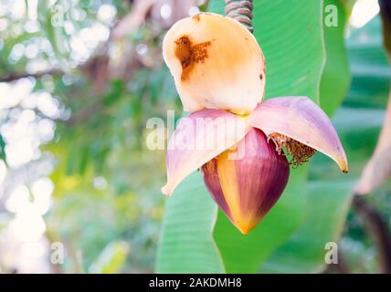 Banane Blumen auf einem leicht verschwommenen Hintergrund in den Tropen. Stockfoto