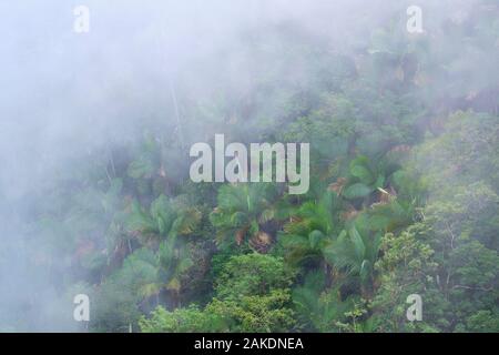 Dichter Nebel umhüllt die oberen Hänge des Mount Isabel de Torres in Puerto Plata Dominikanische Republik. Stockfoto