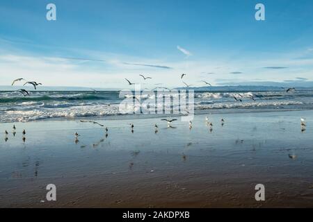 Vogelschwarm am Strand. Stockfoto