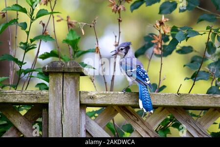 Blue Jay auf Zaun Stockfoto