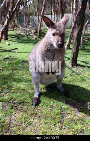 Moonlit Sanctuary Wildlife Park Stockfoto