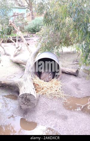 Moonlit Sanctuary Wildlife Park Stockfoto