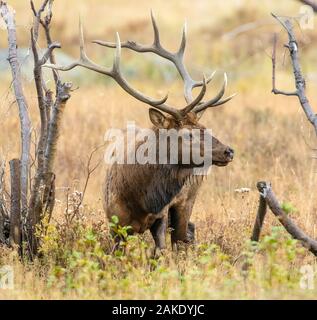 Ein Bull Elk während der jährlichen Furche in den Rocky Mountains Stockfoto