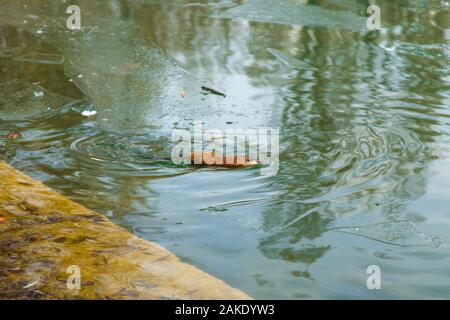 Ein otter Schwimmen in einem Winter Teich. Das Tier im grünen Wasser. Stockfoto