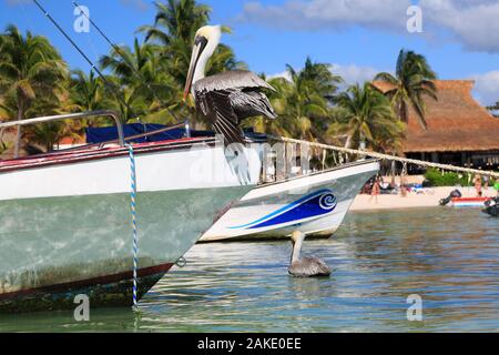 Pelikane und Fischerboote in der Bucht von Akumal Riviera Maya, an der Küste von Yucatan, Quintana Roo, Mexiko Stockfoto