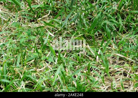 Unkraut und Gras wächst an natürlichen Waldboden im tropischen Wald. Natur Hintergrund Konzept. Selektive konzentrieren. Stockfoto