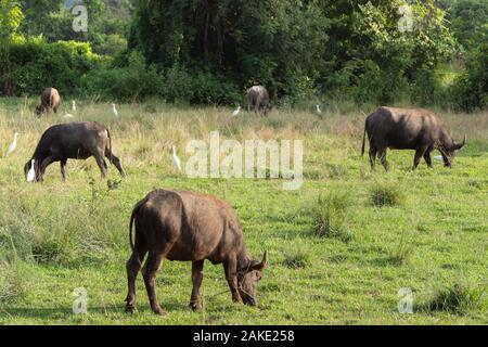 Wasserbüffel essen Gras in einem Reisfeld nach der Ernte an den asiatischen ländlichen Bauernhof. Farm der Tiere und Landwirtschaft Konzept. Stockfoto