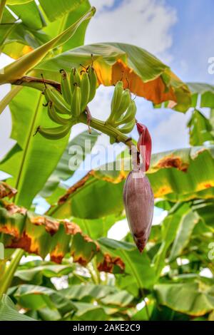 Banane Blume und Haufen von jungen unreifen Bananen Früchte am Baum. Stockfoto