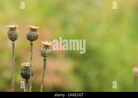 Trockene poppy Kapseln mit Samen auf sommer feld Stockfoto