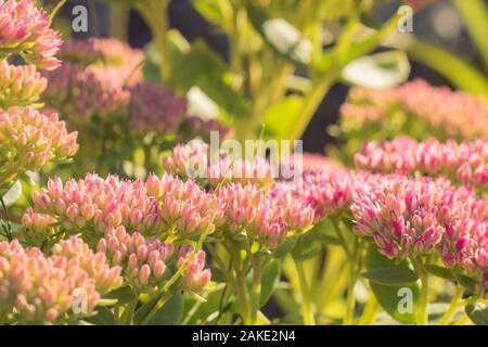 Globus amaranth Blumen mit bunten bokeh Kunst Stockfoto